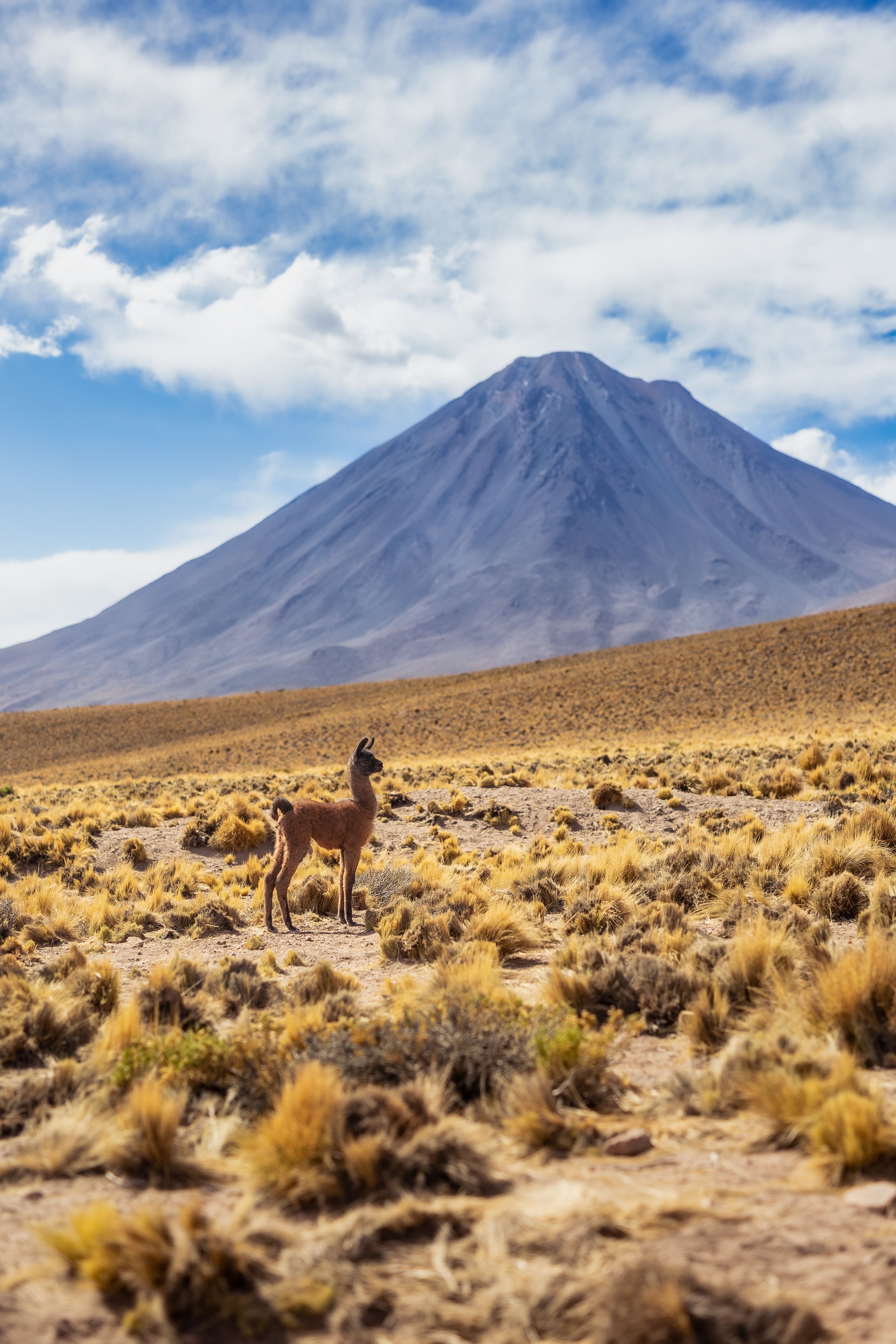 Northern Chile (coming soon)