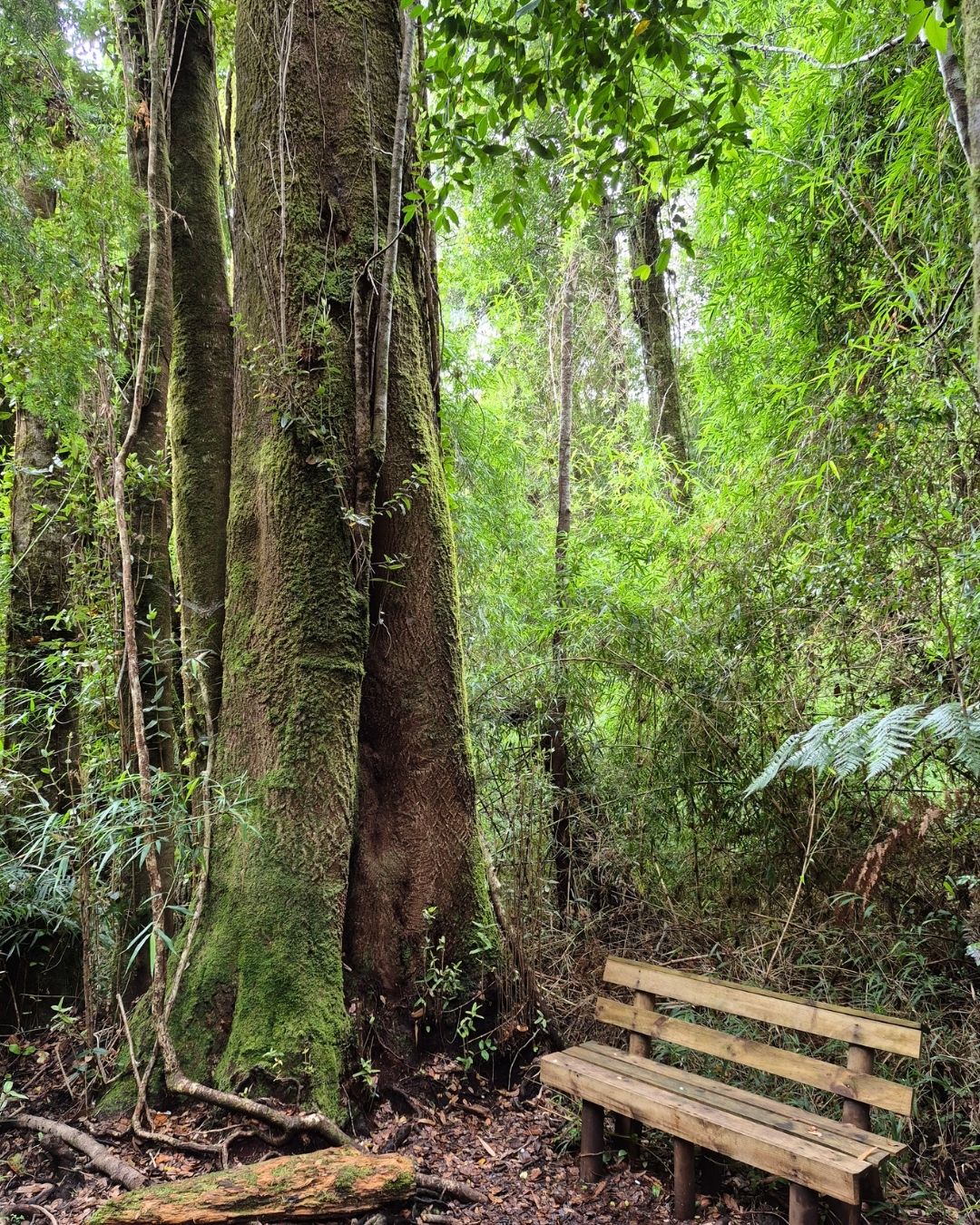 National Park Alerce Andino